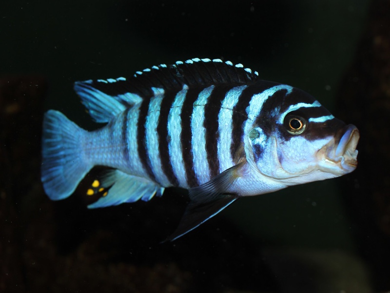 Maylandia fainzilberi 'Mphanga Rocks'